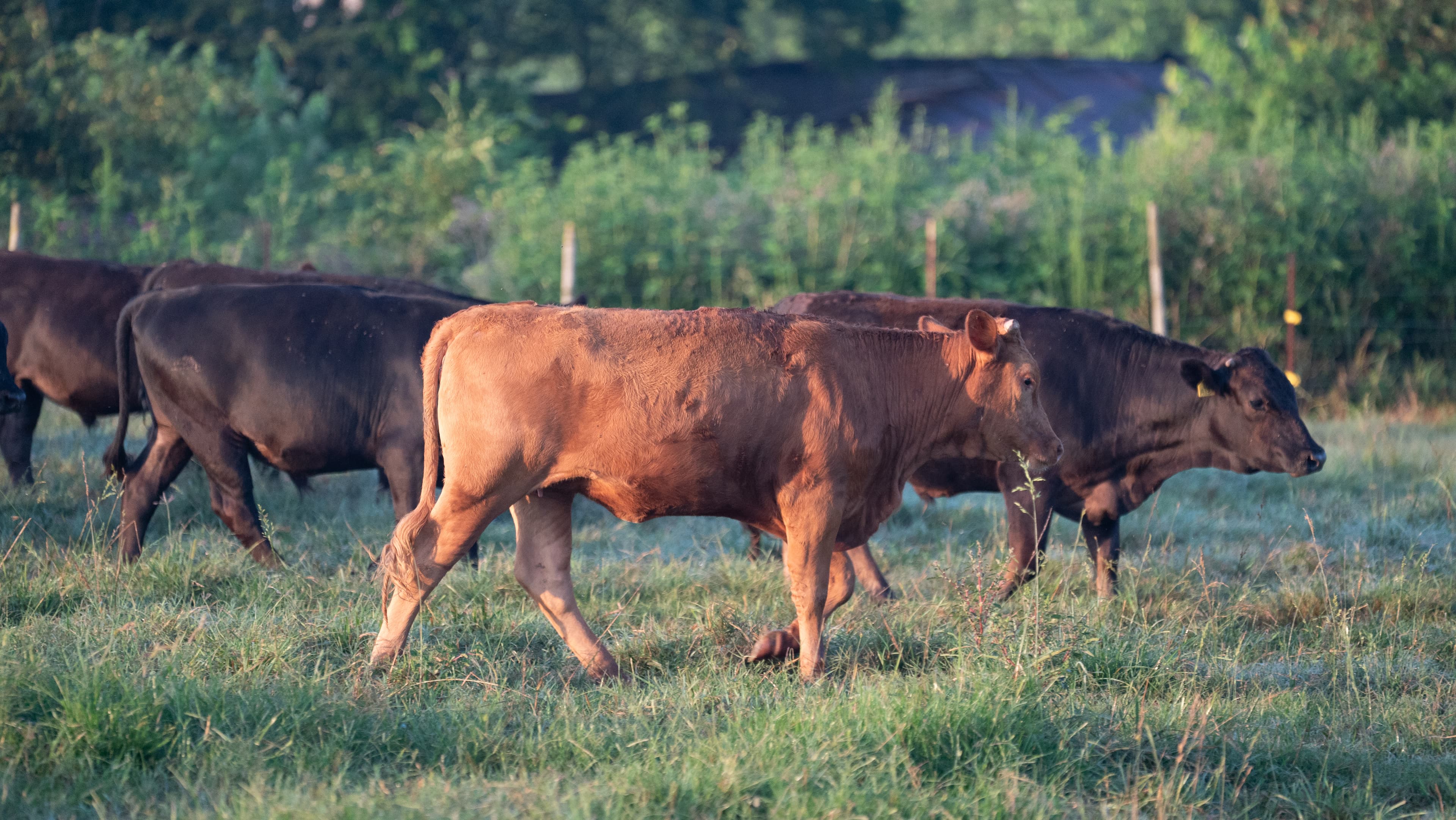 American Wagyu cattle grazing in Ozark pastures, showcasing the heritage and quality that defines our premium beef