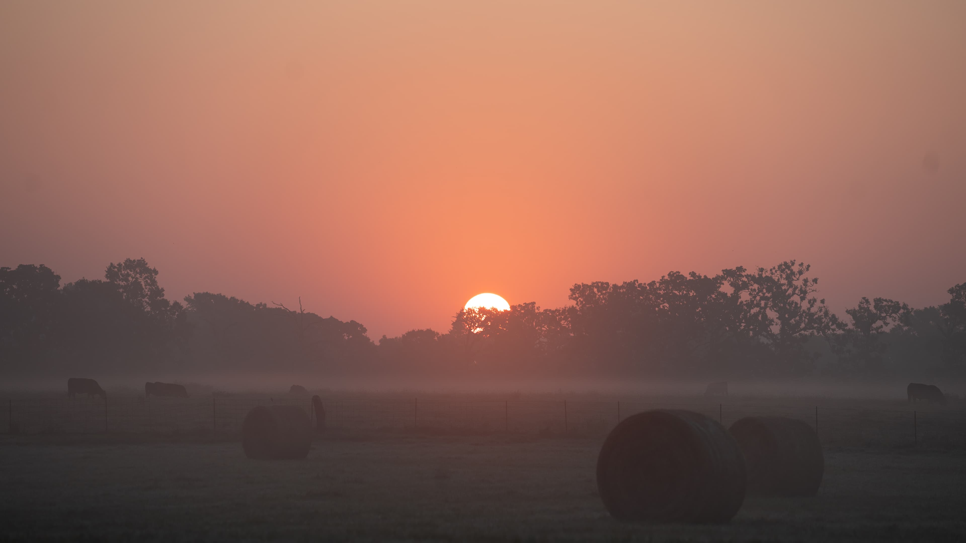 Cattle grazing in Ozark pastures
